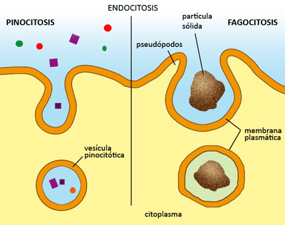 Procesos de endocitosis