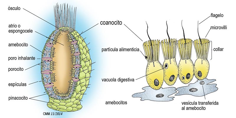 Organización de una esponja tipo ascon y coanocitos