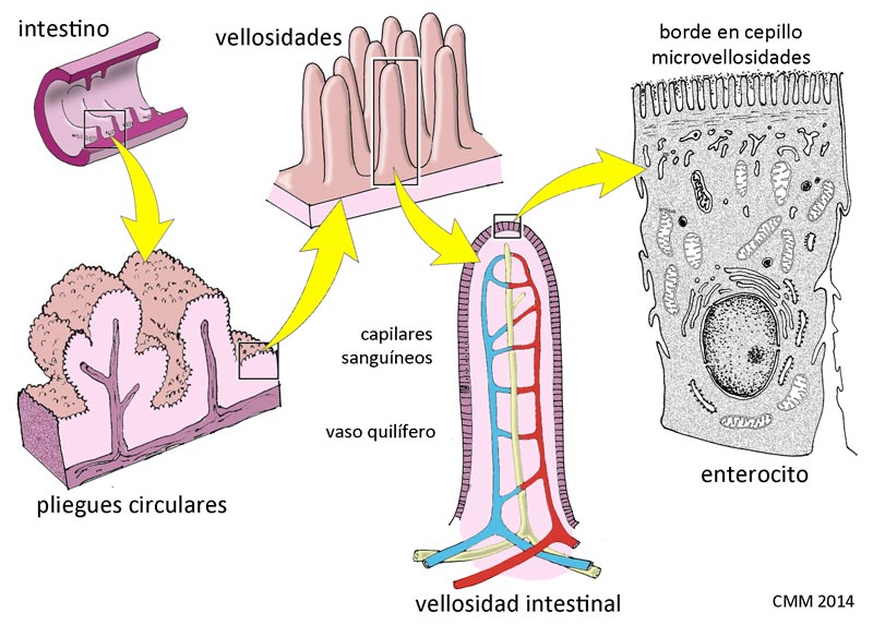 Intestino delgado