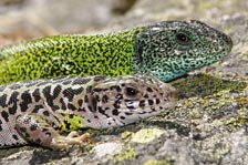 Pareja de lagarto verdinegro