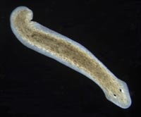 Planaria Dugesia subtentaculata