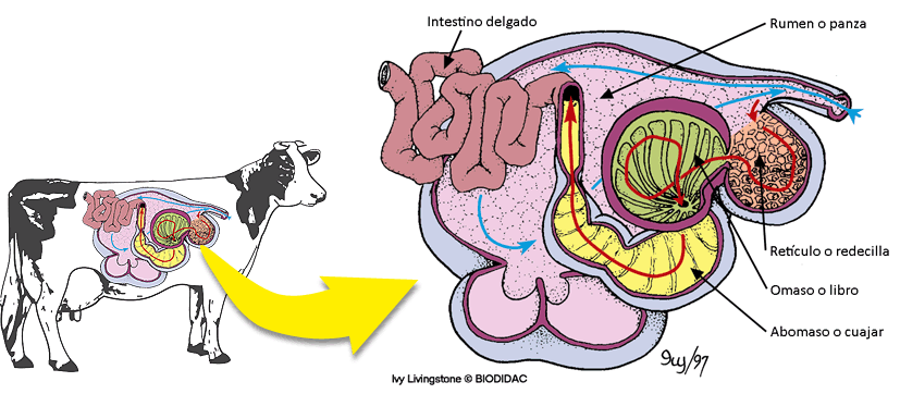 Partes del aparato digestivo de los rumiantes