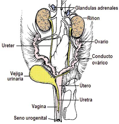 Aparato reproductor y excretor en mamíferos