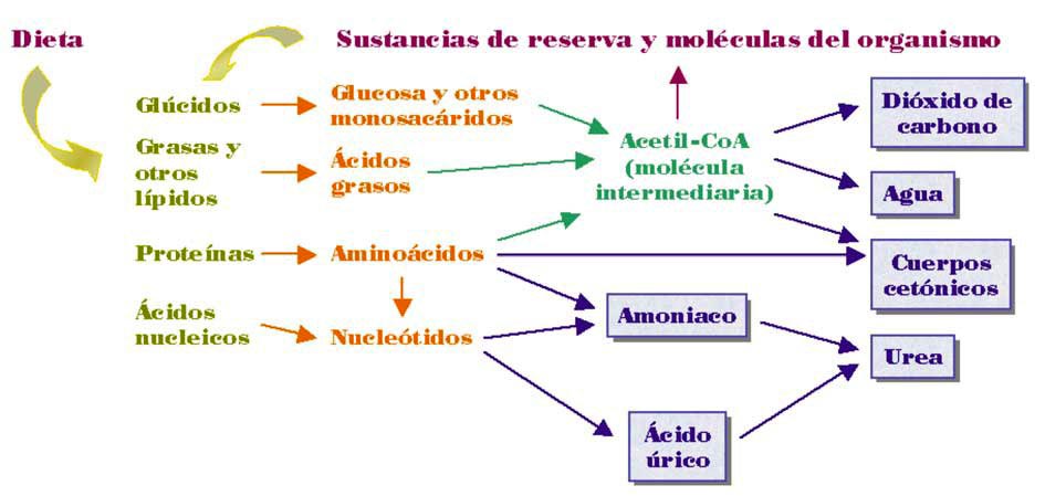 Los desechos del metabolismo