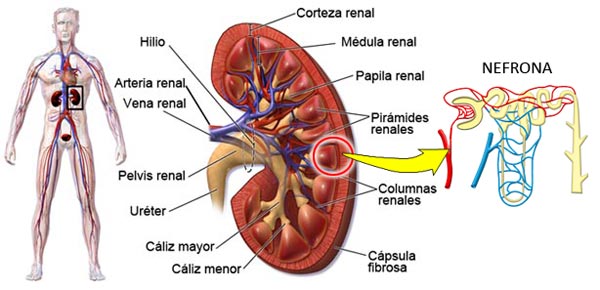 Anatomía del riñón humano