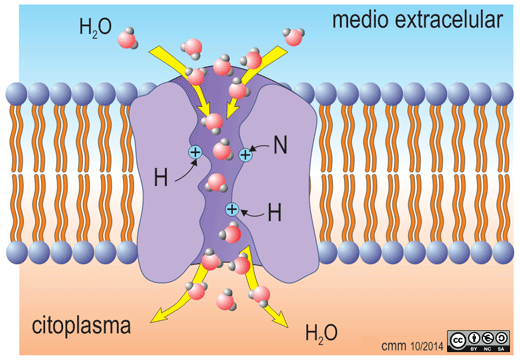 acuaporina