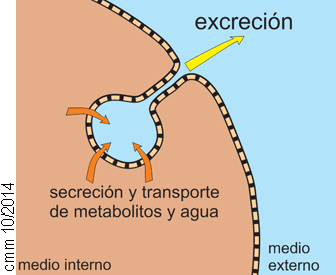 Excreción ideal