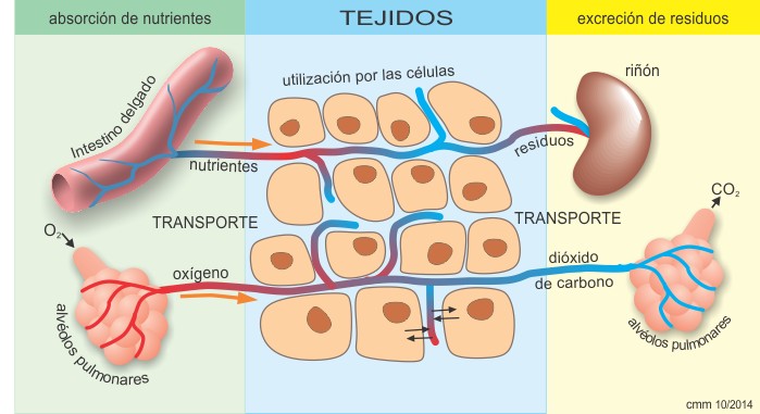 Excreción