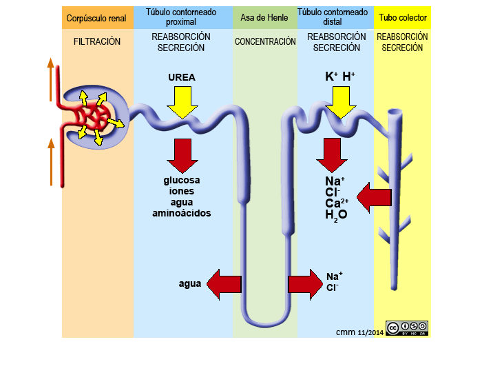 Formación de la orina en la nefrona