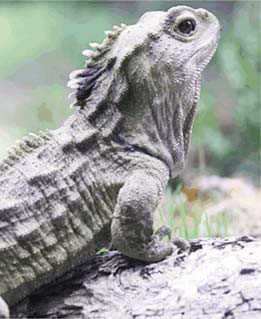 Tuátara de Nueva Zelanda (Sphenodon punctatus)