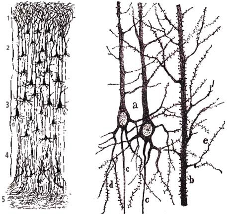 Dibujos de Cajal