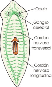 Planaria