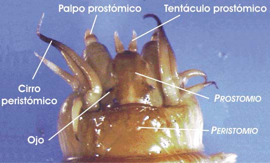 Cabeza de un poliqueto (Nereis)