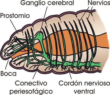 Sistema nervioso de la lombriz de tierra (Lumbricus)