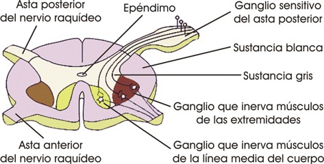 Esquema de la médula espinal de un mamífero