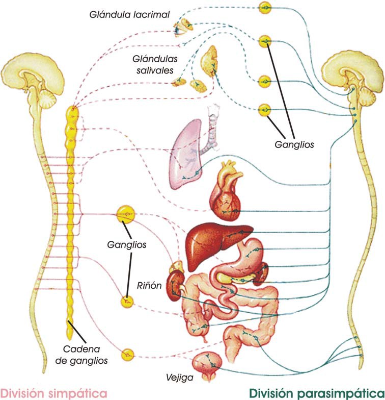 Sistema nervioso simpático y parasimpático