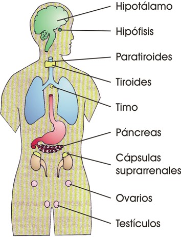 Sistema endocrino de la especie humana