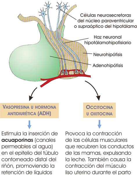 Neurohipófisis