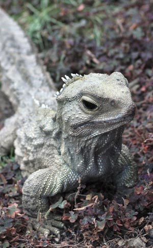 La tuátara (Sphenodon punctatus) posee un tercer ojo enterrado en el cráneo que se revela a través de una abertura en el hueso, cubierta por una membrana transparente y rodeada por una roseta de escamas. Este ojo posee una lente y una retina, pero faltan las conexiones neurales apropiadas al cerebro. Casi todos los vertebrados (incluida la especie humana) poseen una estructura homóloga en el centro de su cráneo: la llamada glándula pineal, que sintetiza una hormona –la melatonina– a partir de serotonina.