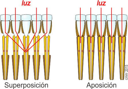 Tipos de visión en ojos compuestos