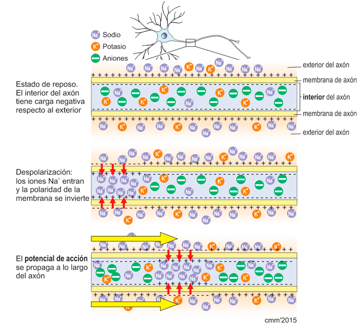 Conducción del impulso nervioso a lo largo del axón