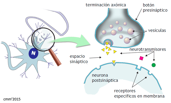 Sinapsis