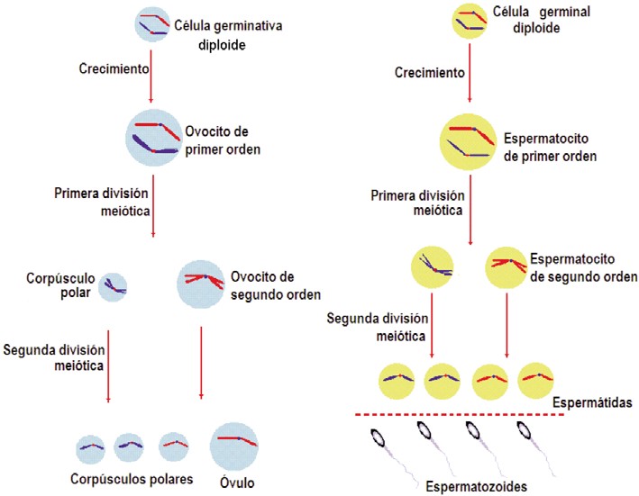 Ovogénesis y espermatogénesis de los mamíferos