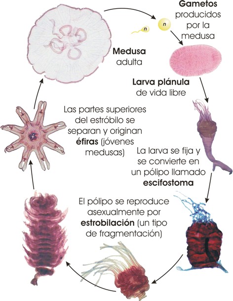 Ciclo reproductor de Aurelia aurita