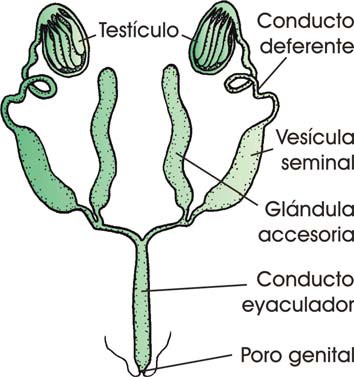 Reproductor masculino de un insecto