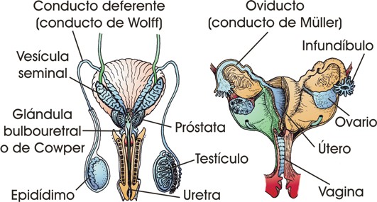 Aparato reproductor de los mamíferos