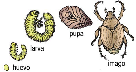 Metamorfosis completa de un escarabajo