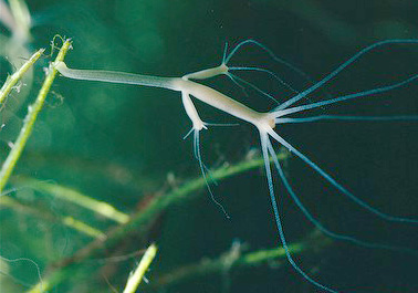 Hydra oligactis