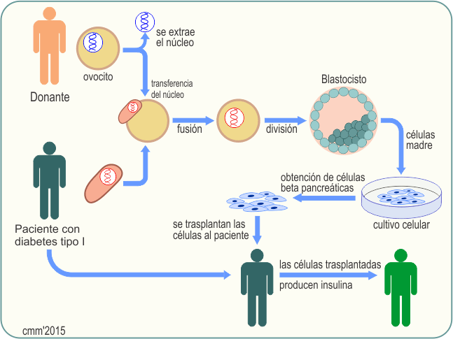 Clonación por transferencia de núcleos