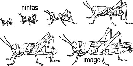 Metamorfosis sencilla de un saltamontes