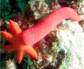 Regeneración en una estrella de mar