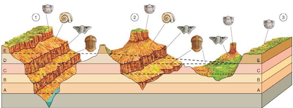 Sucesión faunística y correlación estratigráfica