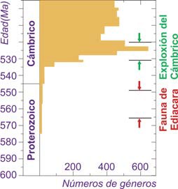 Acontecimientos en el origen del reino Animal