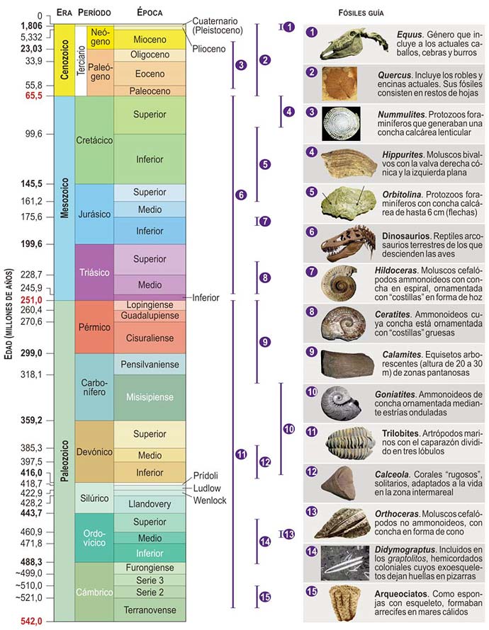 Escala cronoestratigráfica y fósiles guía