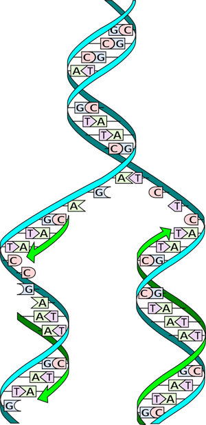 Replicación del ADN