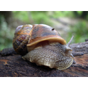 Caracol común o de huerta (<em>Helix apersa</em>). Rivadedeva (Asturias). Foto cmm.