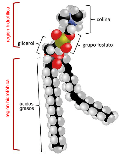 Fosfatidilcolina