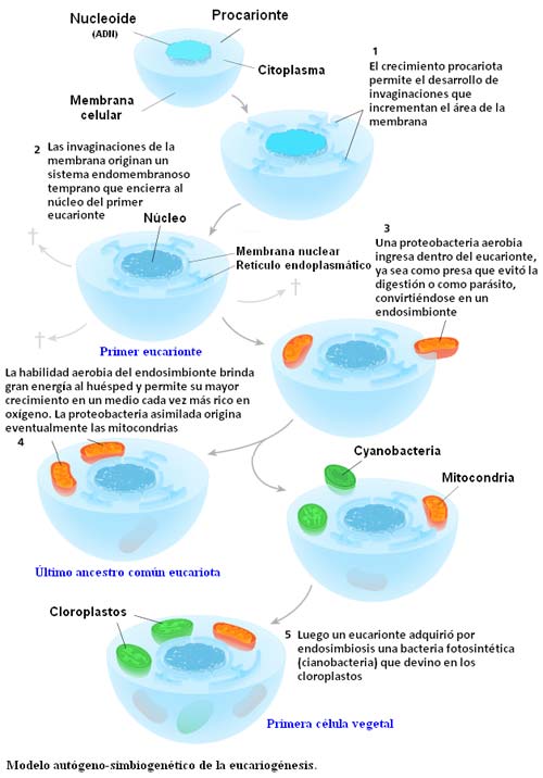 Teoría endosimbionte