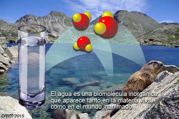 El agua es una biomolécula inorgánica