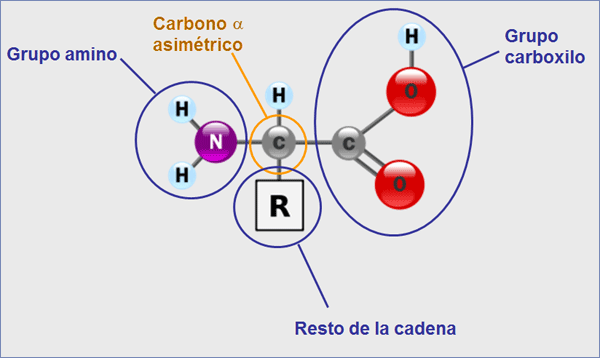 Fórmula general de un aminoácido