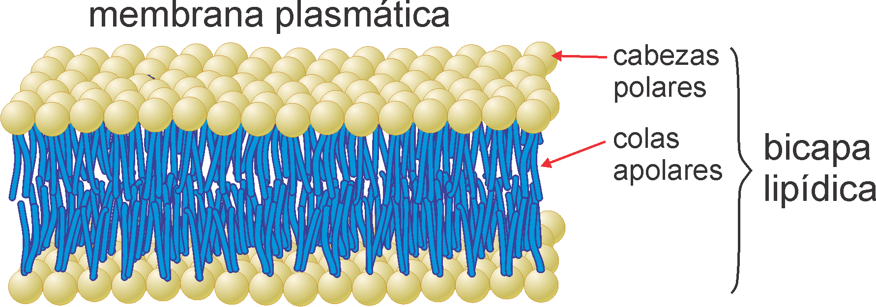 Modelo de membrana plasmática