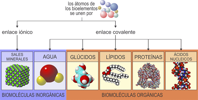 biomoléculas