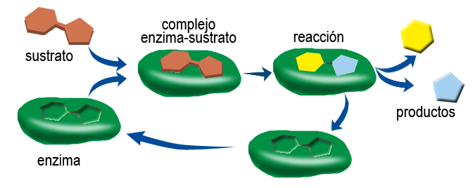 Esquema de reacción enzimática