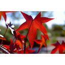 <em>Liquidambar styraciflua</em>. Parque Polvoranca (Leganés, Madrid). Foto cmm.