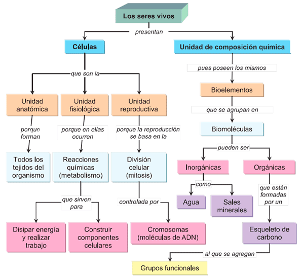 Mapa conceptual