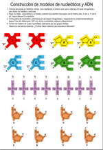 Miniatura modelo ADN color